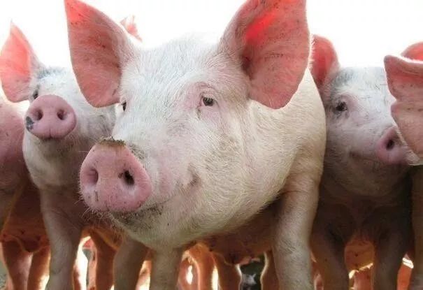 12月29日全国生猪价格外三元报价表，今日全国生猪价格涨跌频繁，但与昨日相比有所回升！
