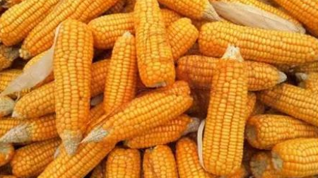 12月30日全国玉米价格行情表，玉米价格逐渐趋稳，收购价格维持稳定！