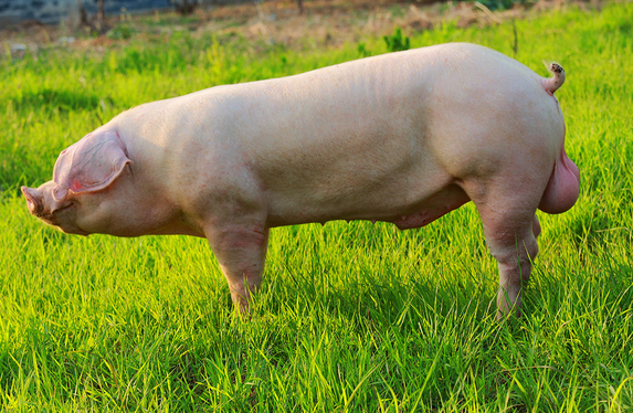 主题策划：影响种公猪种用年限的主要因素