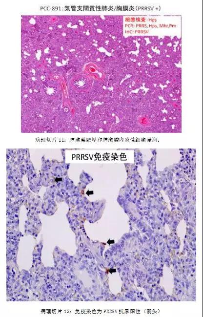 断奶仔猪呼吸道病病