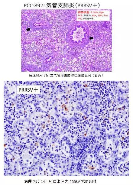 断奶仔猪呼吸道病病