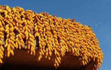 1月1日全国玉米价格行情表，重庆玉米价格波动幅度较大