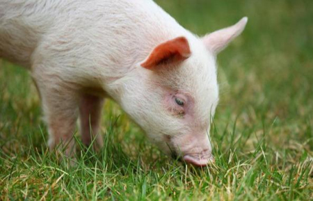 1月1日全国生猪价格，新年开门红，短期内猪价仍高位运行！