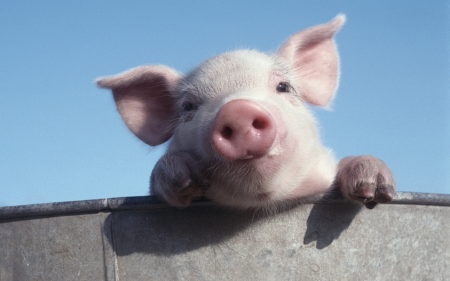 云南省拟在元旦春节期间投放储备活猪2万头 