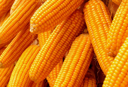 养殖业短期难以撼动,玉米价格或再度上行