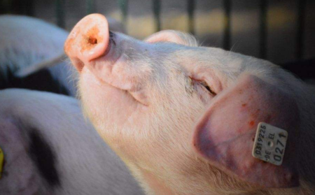 四川省生猪生产稳步恢复，设非洲猪瘟有奖举报制度