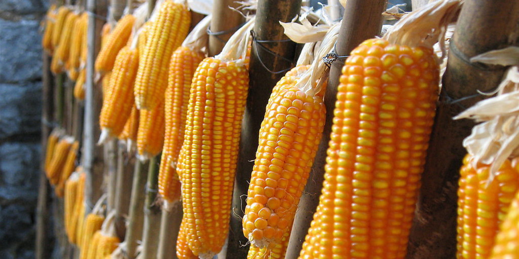 2020年国内玉米市场或将呈现先跌后涨走势