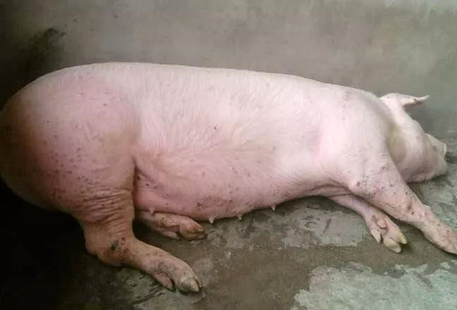 养猪场中母猪繁殖障碍类疾病的鉴别及防治措施