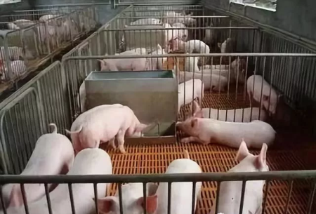 恢复生猪生产