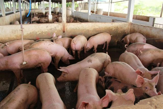 1月5日全国生猪价格，养猪户惜售情绪较高，猪价多地飘绿！