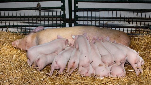 母猪管理：提高母猪产仔数的三个关键点