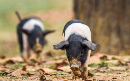 强化政策保障　确保生猪产能顺利恢复