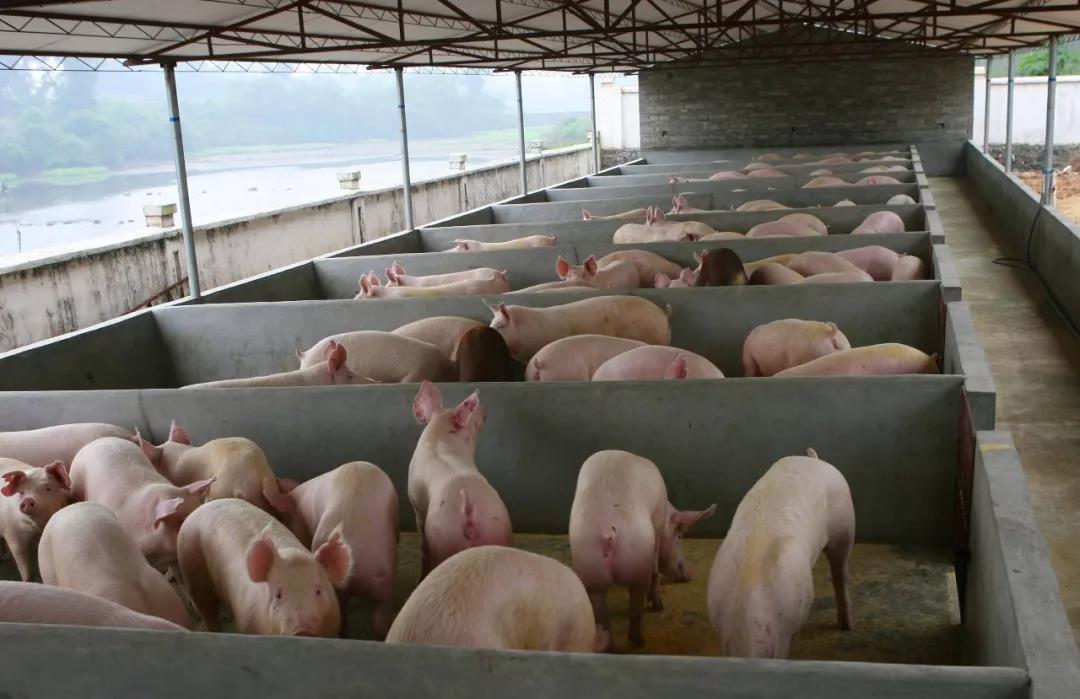 贵州省部署生猪稳产保供工作：像抓粮食生产一样抓生猪生产！