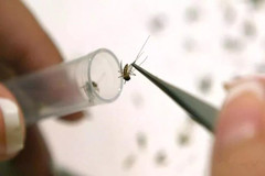蚊子可能是PCV3病毒载体！中国科研人员首次在猪场蚊子体内检测到PCV3病毒