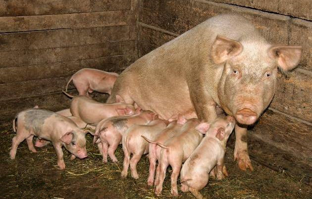 当心！胎衣不下可损害母猪繁殖性能