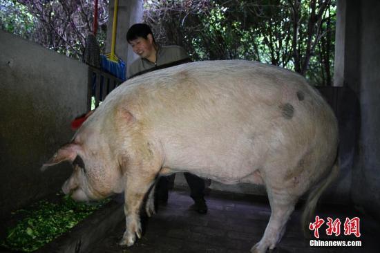 汶川地震“猪坚强”已经12岁 将在猪年结束前搬新家