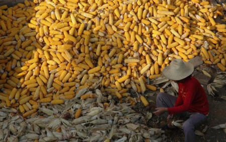 1月10日全国玉米价格行情表，玉米市场稳中偏强运行，全国均价较昨日继续上涨！