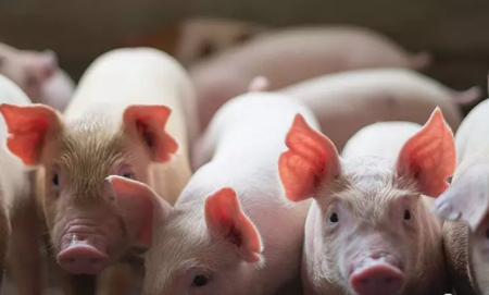 发生非洲猪瘟的猪场如何成功复产？