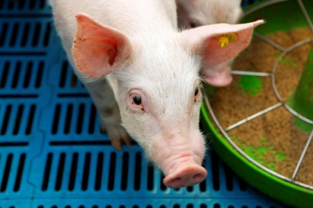 支招！控制猪细菌性呼吸道疾病，“利高霉素”来帮忙