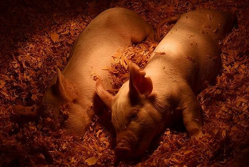 温氏股份2019年净利预增2.6倍 2021年计划出栏生猪3000万头