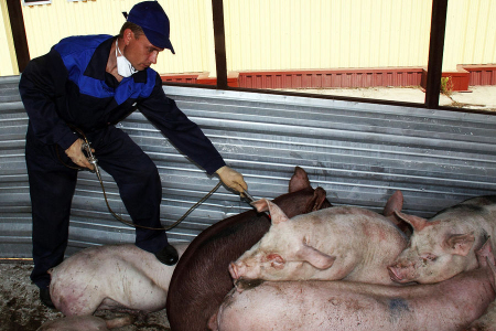 保加利亚发现非洲猪瘟再次扑杀4万头猪
