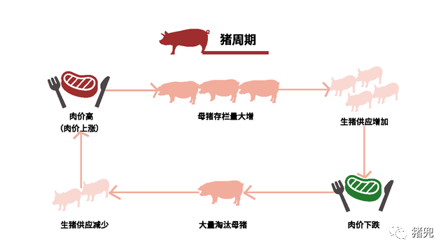 猪周期循环图图片