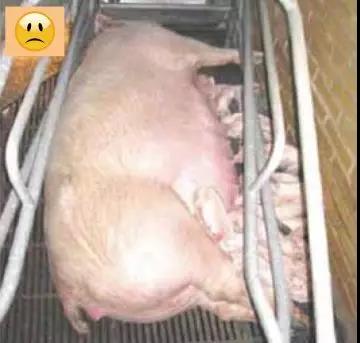 产床有足够的空间给仔猪和母猪。