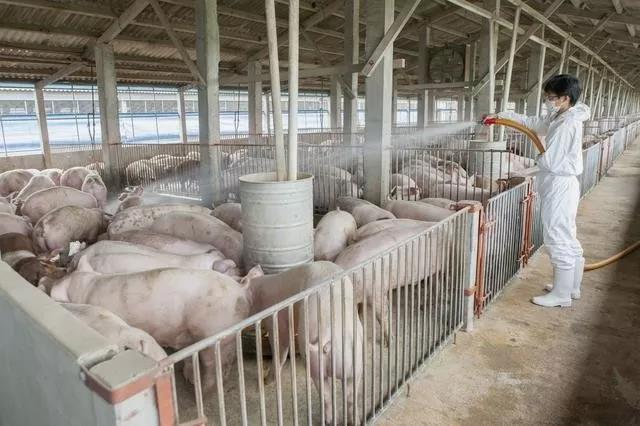 规模化养猪场如何做好猪群保健工作？