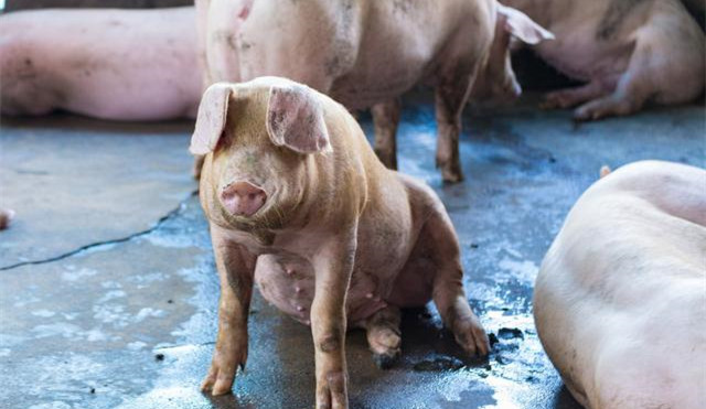 1月16日全国各地区种猪价格报价表，湖北省安陆市二元母猪价格最低！