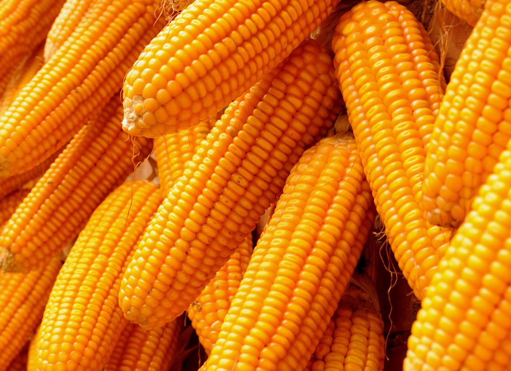 1月18日全国玉米价格行情表，玉米市场稳定运行，极个别地区窄幅波动！