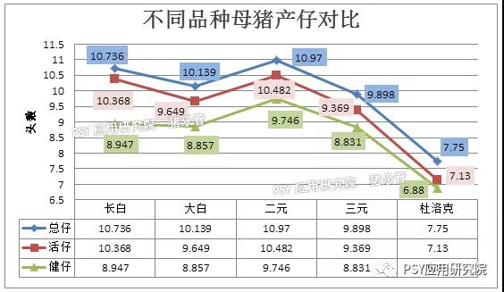 母猪产仔对比