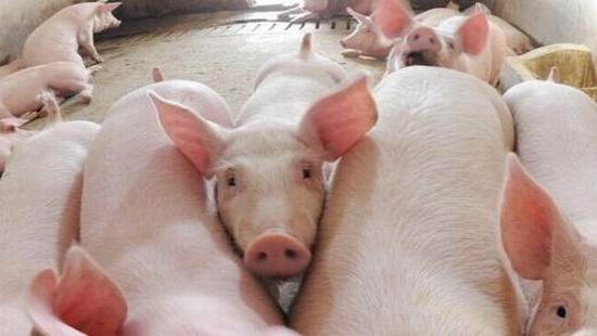 2020年或许是国内养猪业最好的一年