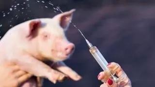 打猪疫苗
