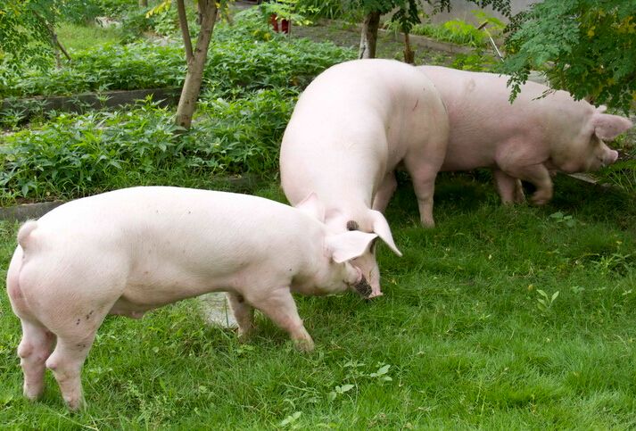 探访四川生猪生产：小规模低标准养殖在退场