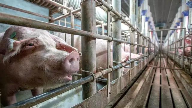 防非保猪：山东非洲猪瘟防控经验值得全国养猪人学习！
