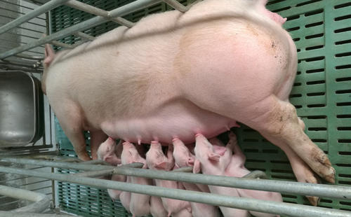 三元母猪这样选育管理，可以缩短产程继而提升泌乳力