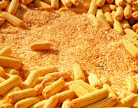 物流不畅导致新粮流通性降低，玉米价格必然上涨