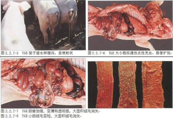 传染性肠胃炎