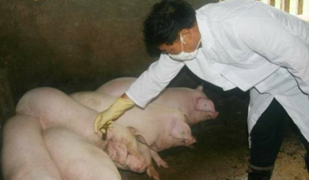 猪只检疫