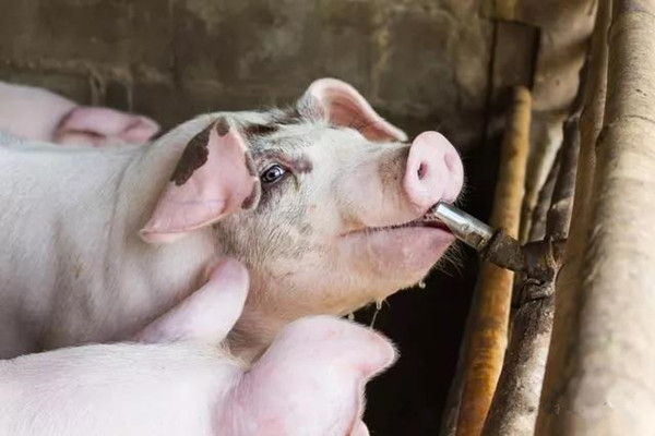 营养的秘密你知道吗？环境温度的改变对猪体内营养的影响？