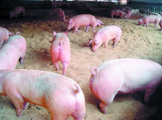 生猪生产整体趋稳向好 生猪存栏和能繁母猪存栏探底回升