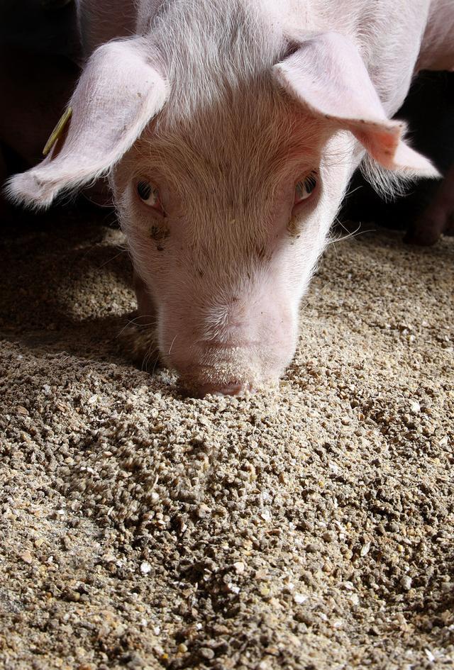 新冠肺炎疫情当前，养猪业面临的3大难题