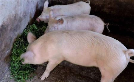 2月10日全国各地区种猪价格报价表，种猪价格近期主要稳定为主