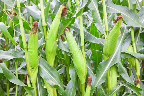 缓解饲料企业用粮供需紧张 296万吨玉米投放市场