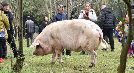 2月11日全国各地区种猪价格报价表，今日江苏省母猪价格低于全国平均价