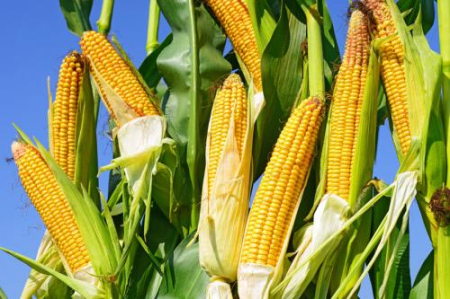 2月12日全国玉米价格行情表，国内玉米市场稳中偏强运行，全国玉米略有走高！