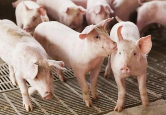 云南：有肉吃！昆明市生猪屠宰量上升 价格小幅下降