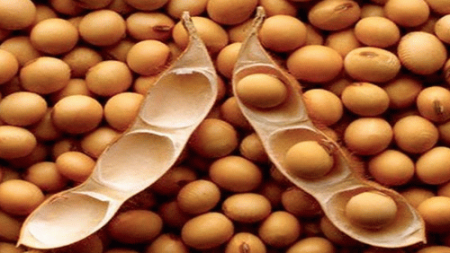2月13日全国豆粕价格行情表，今日国内豆粕市场偏强运行，部分地区豆粕价格仍维持涨势！