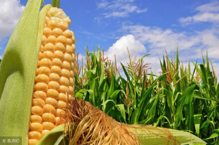 2月13日全国玉米价格行情表，今日东北及华北黄淮产区玉米价格涨势放缓！