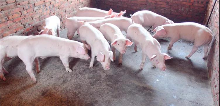 猪病防治：教你如何用最直接的方法判断猪高热？